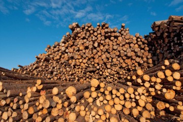 Causes, Effects and Solutions of Illegal Logging